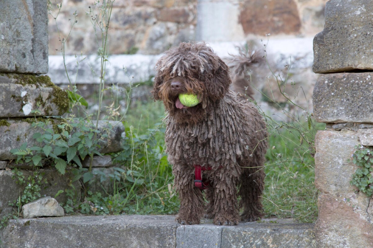 Spanish Water Dog with tennis ball in mouth.