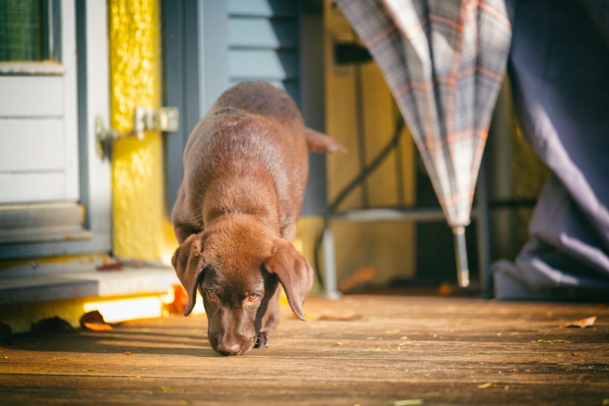 Labrador puppy sniffing wooden porch.