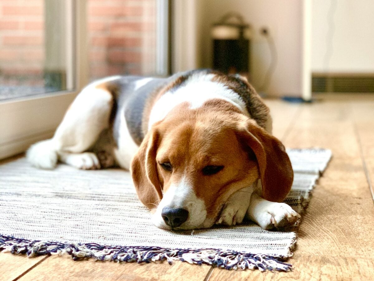 Beagle resting on rug.