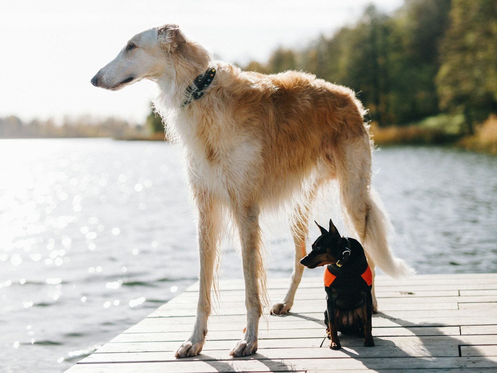 Borzoi and small dog by lakeside.