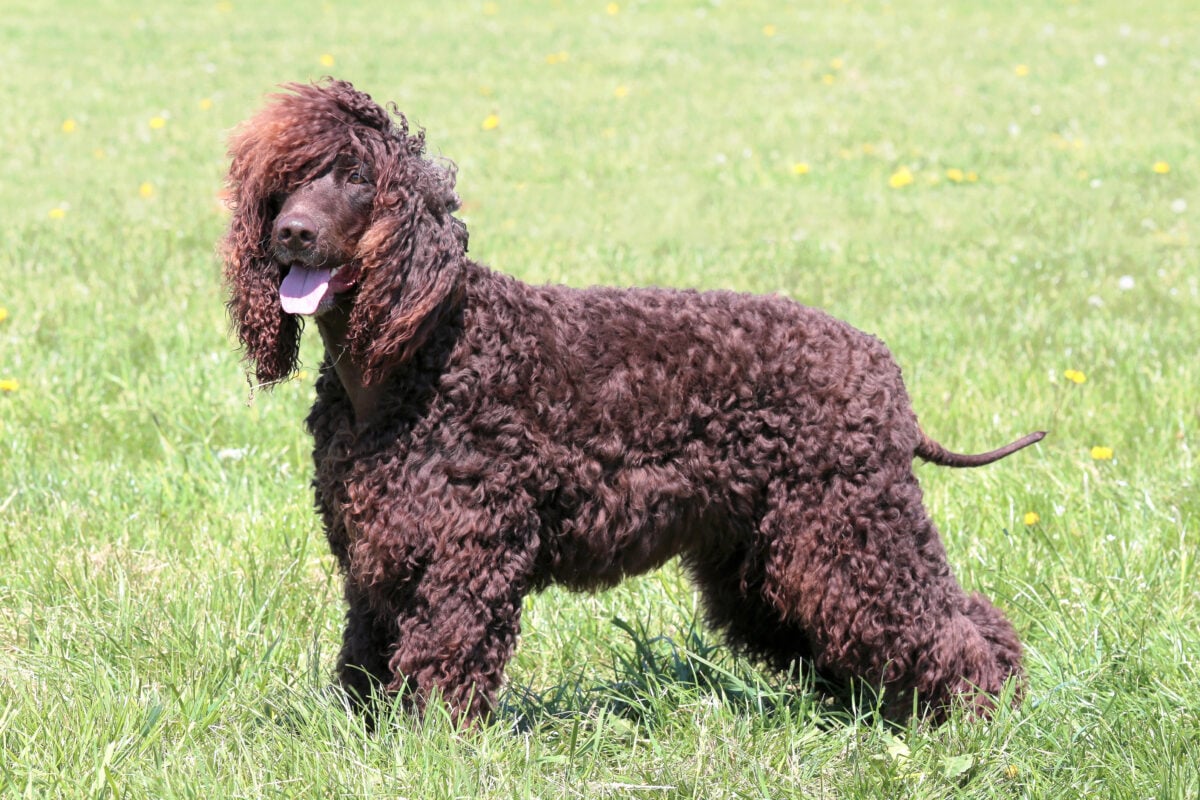 Typical Irish Water Spaniel in the garden.