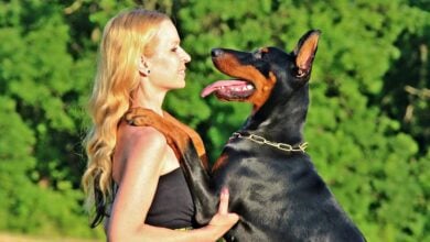 woman, animal, dog, hobby, nature, summer, pet, doberman pinscher, friendship, people, animals, love