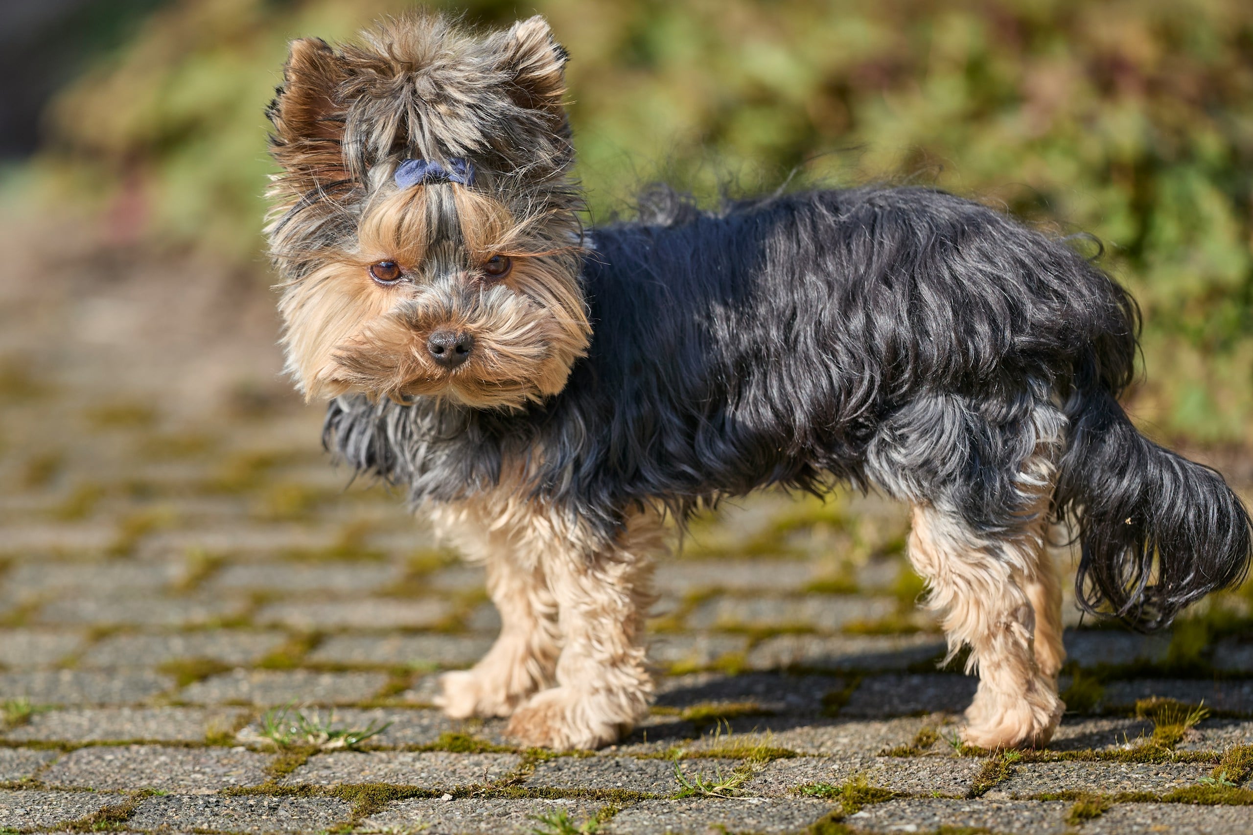 Yorkshire Terrier standing outside.