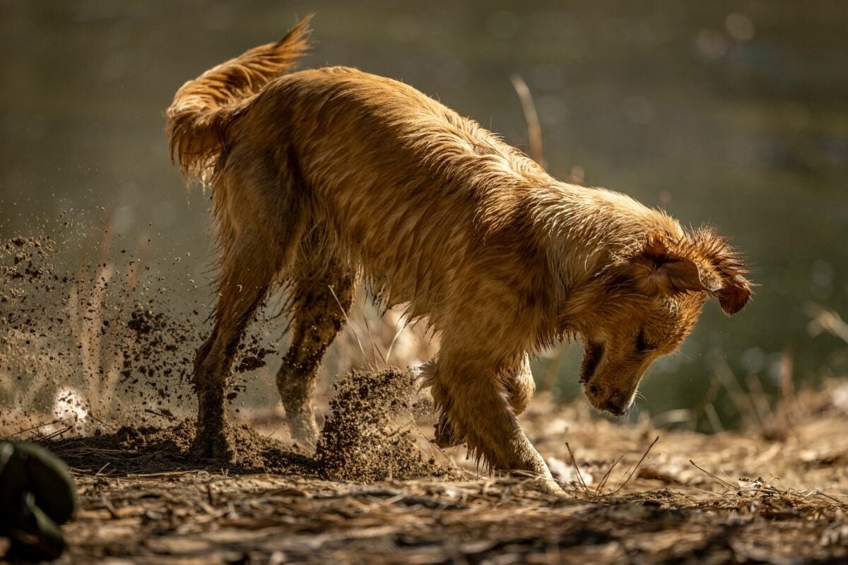 Dog digging in dirt.