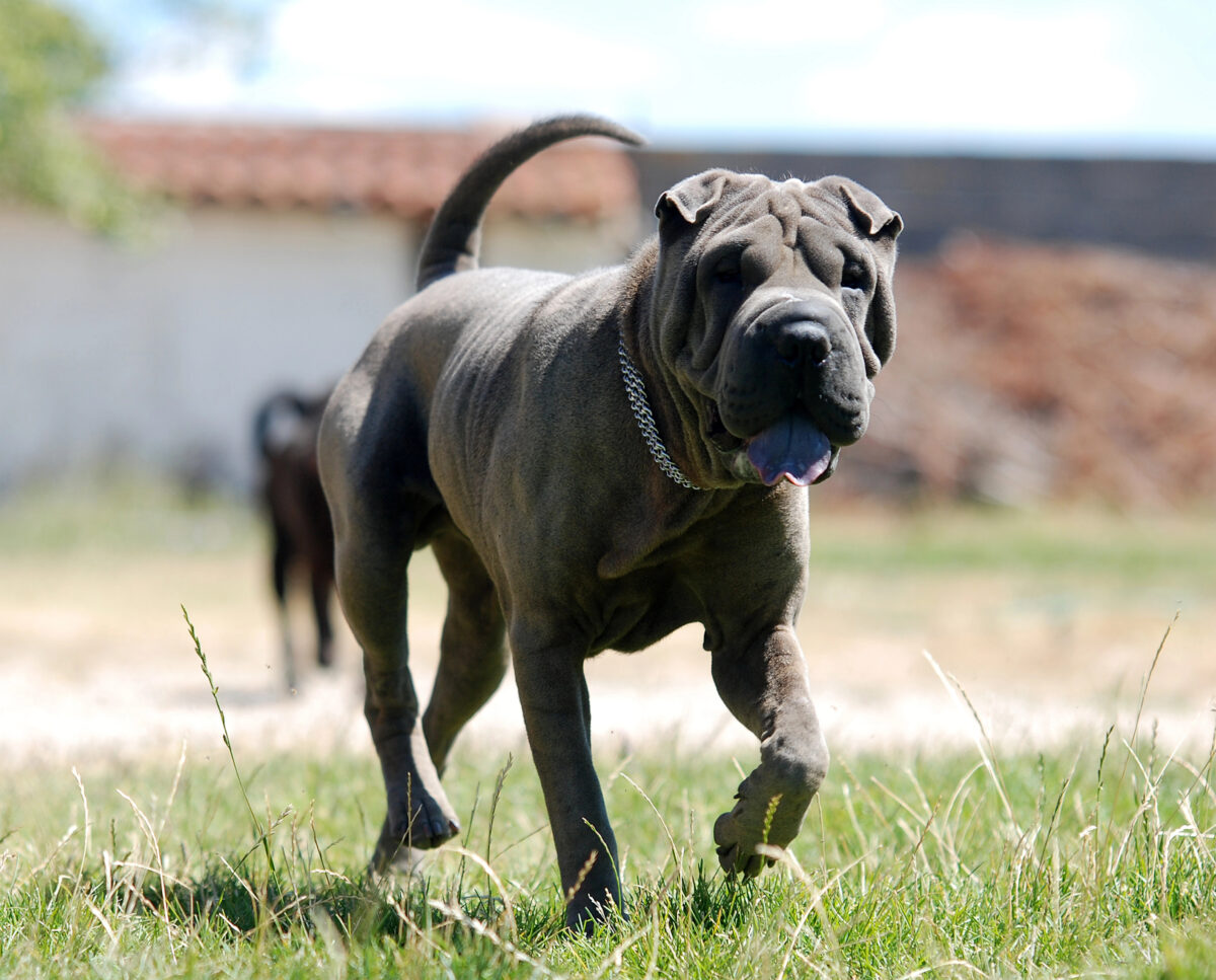 Shar Pei dog running on grass.