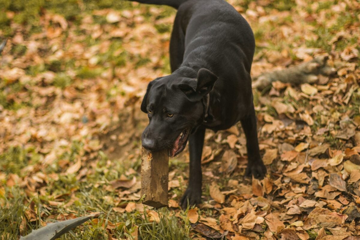 Black dog standing on pile of leaves, holding block of wood in mouth.