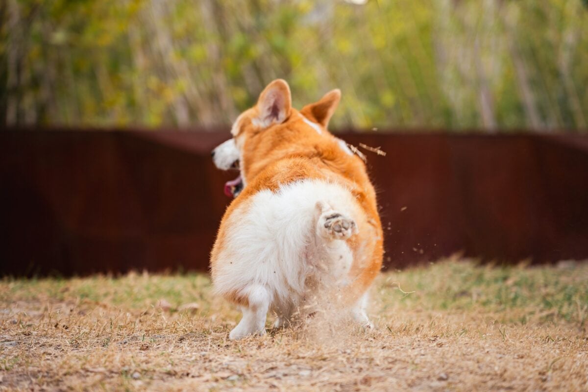 A Corgi bolts across a dry, golden lawn, its fluffy white rear and raised tail kicking up a small cloud of dust as it bounds forward. The warm, rustic backdrop of weathered metal and soft, sunlit trees amplifies its energetic movement, turning the moment into a carefree, playful scene that perfectly captures the Corgi’s joyful, adventurous spirit.