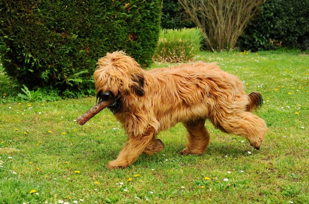A cute brown Briard dog playing in a park.