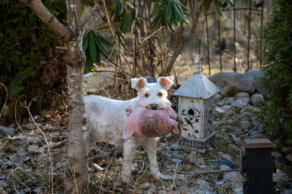 Dog hold dirty toy in mouth.