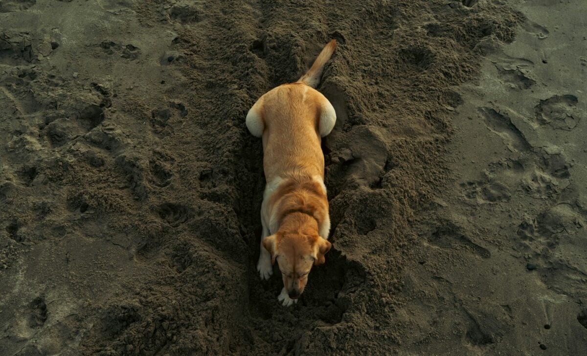 Dog resting in hole dug in sand.