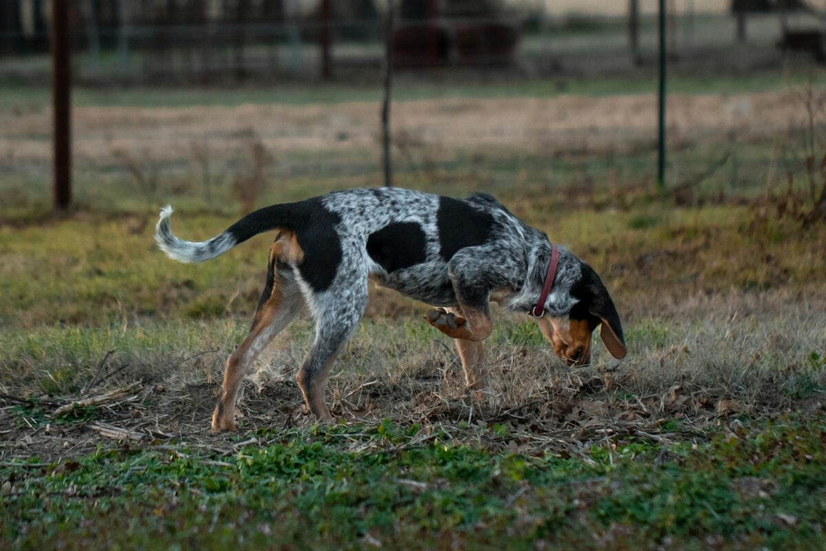 Dog sniffing ground and pointing at hole.
