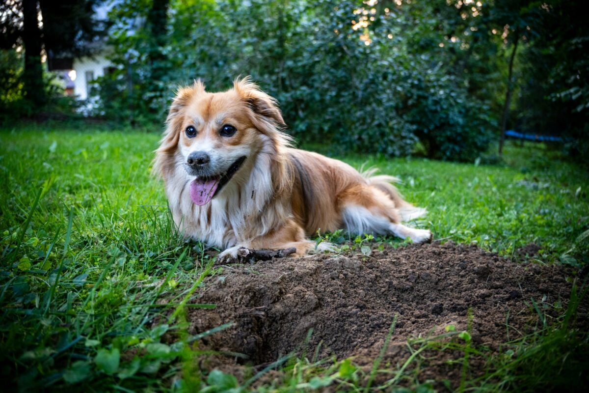Dog lying on top of dirt pile next to stick.