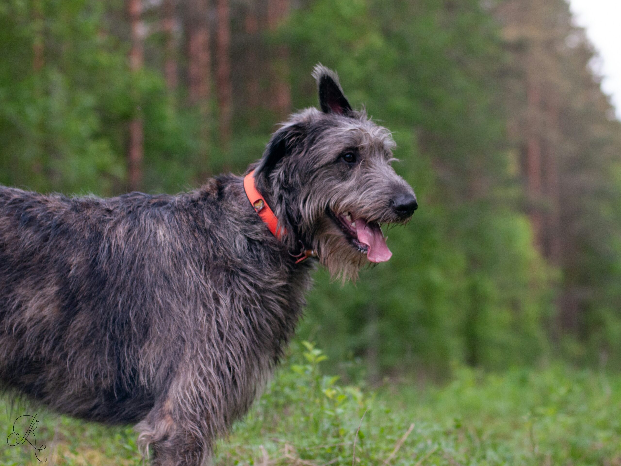 Blue Irish Wolfhound in forest area.