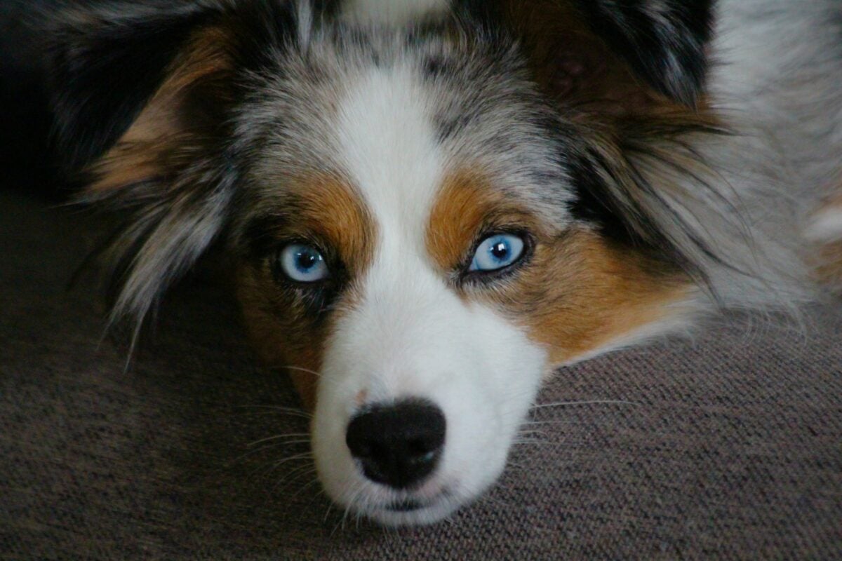 A dog with blue eyes