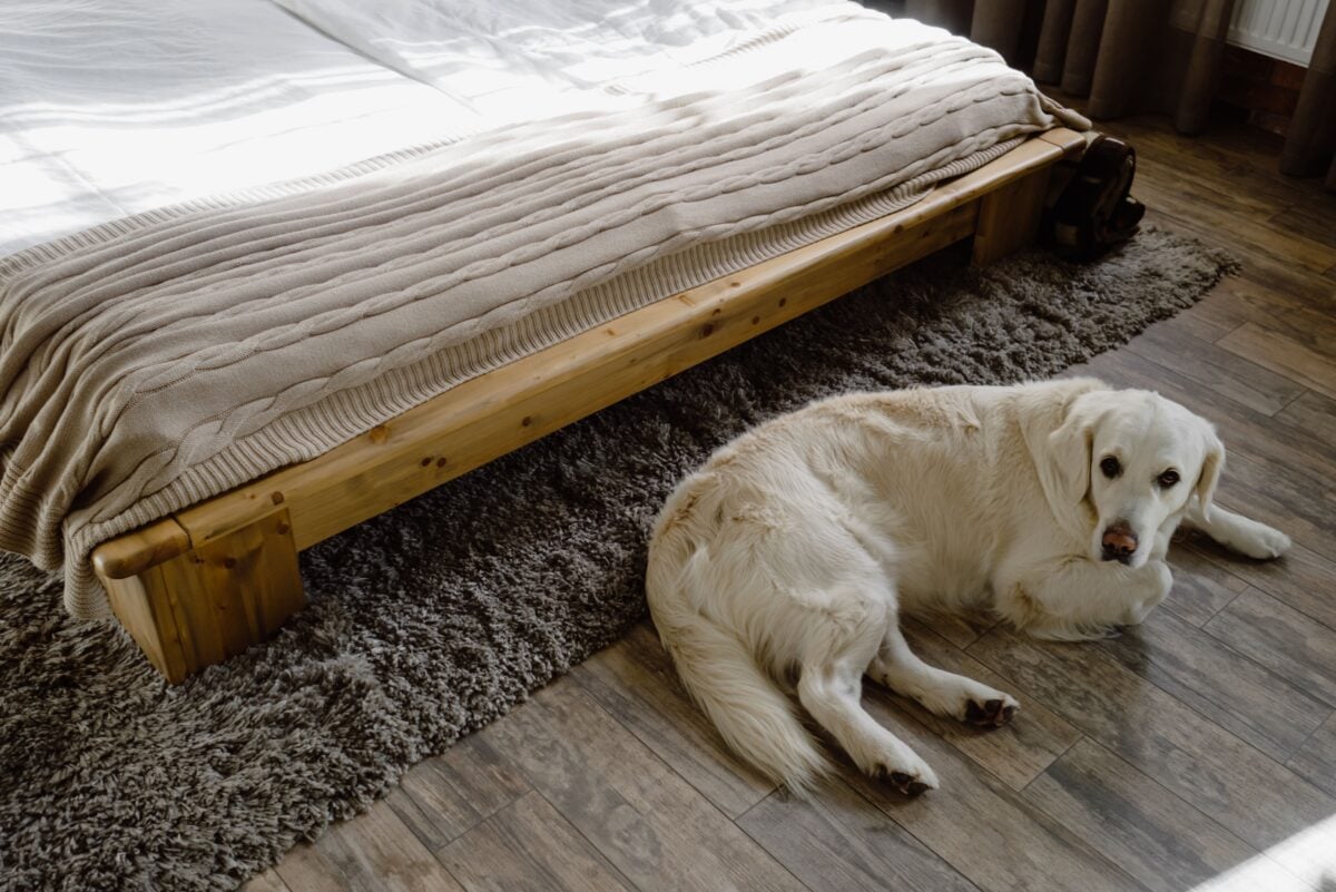 A Golden Retriever lying on the wooden floor.