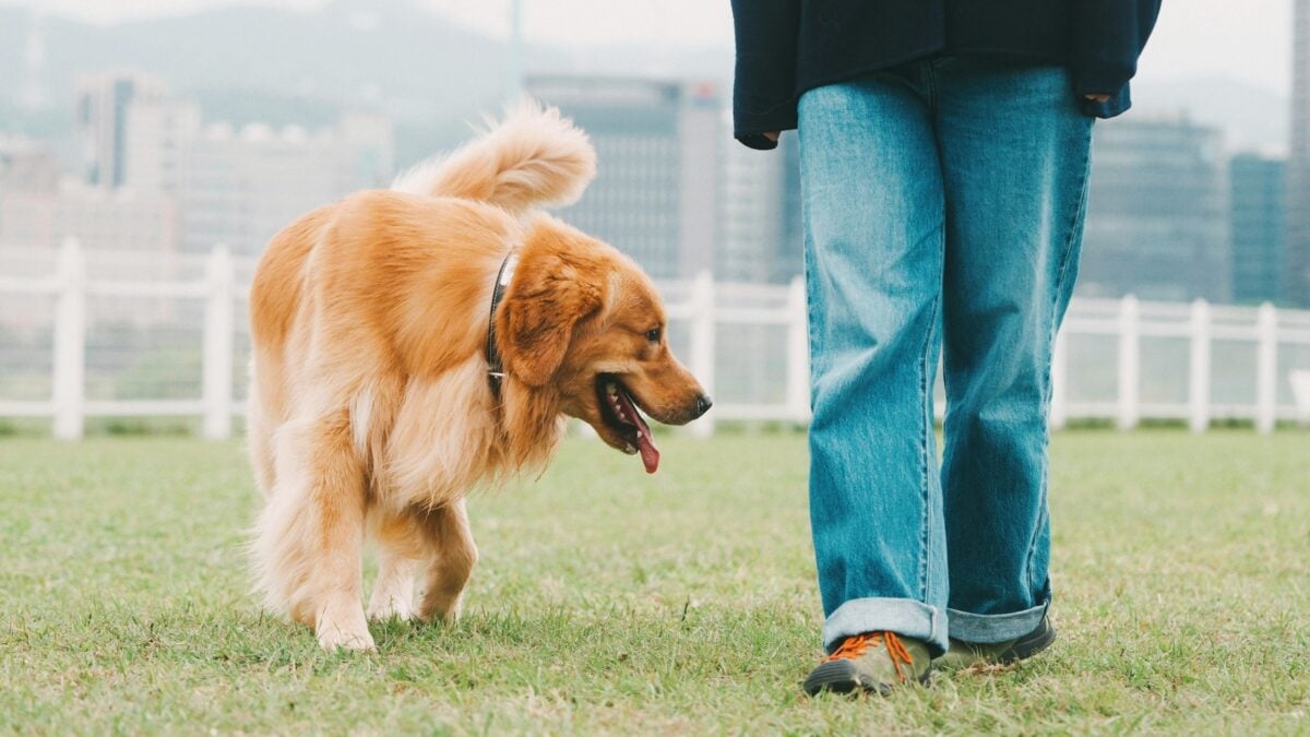 A golden retriever walking next to a person in jeans, tail wagging happily in a park surrounded by urban high-rises.