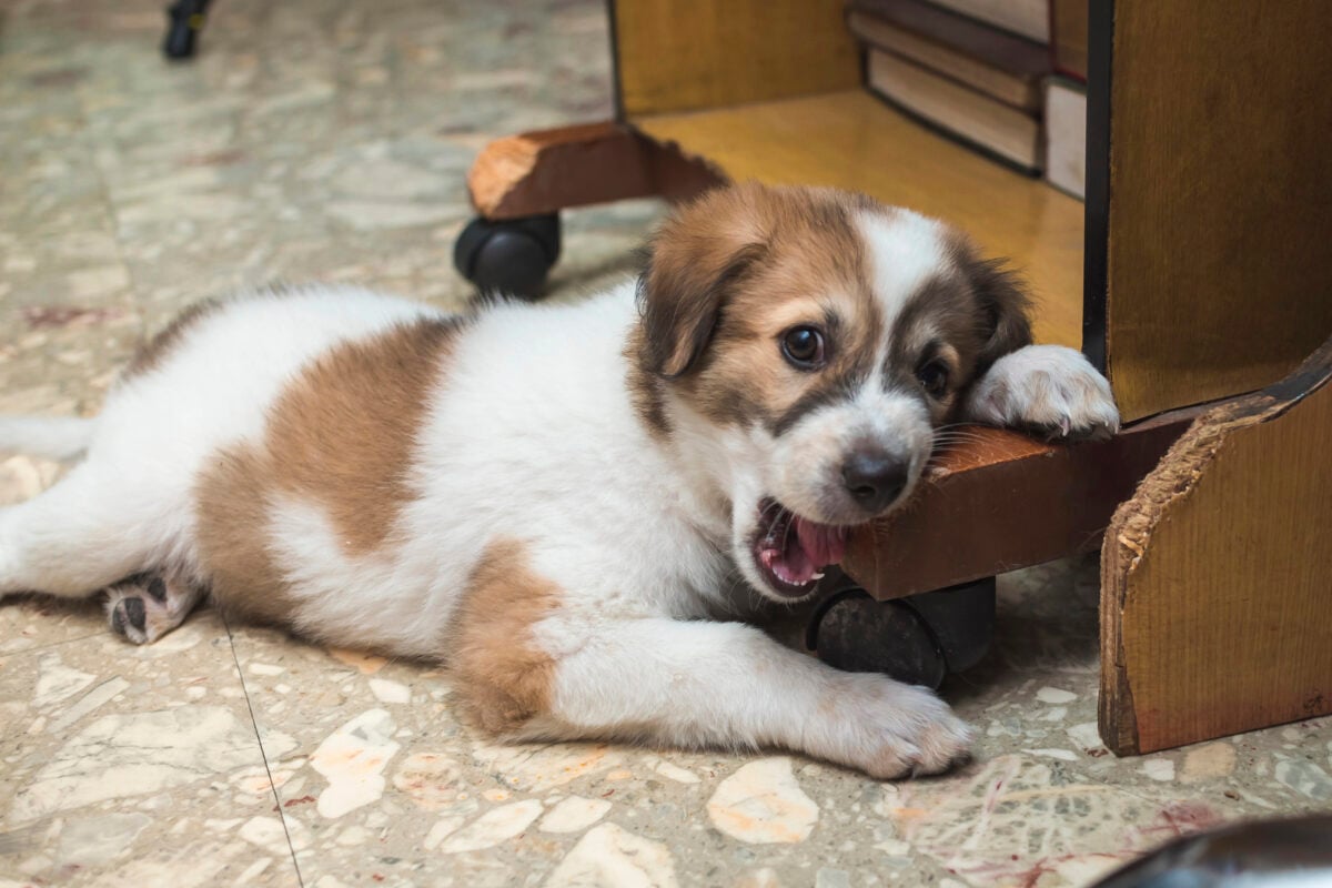 A mischievous two month old puppy gnaws at a plastic bottle while inside an office room.