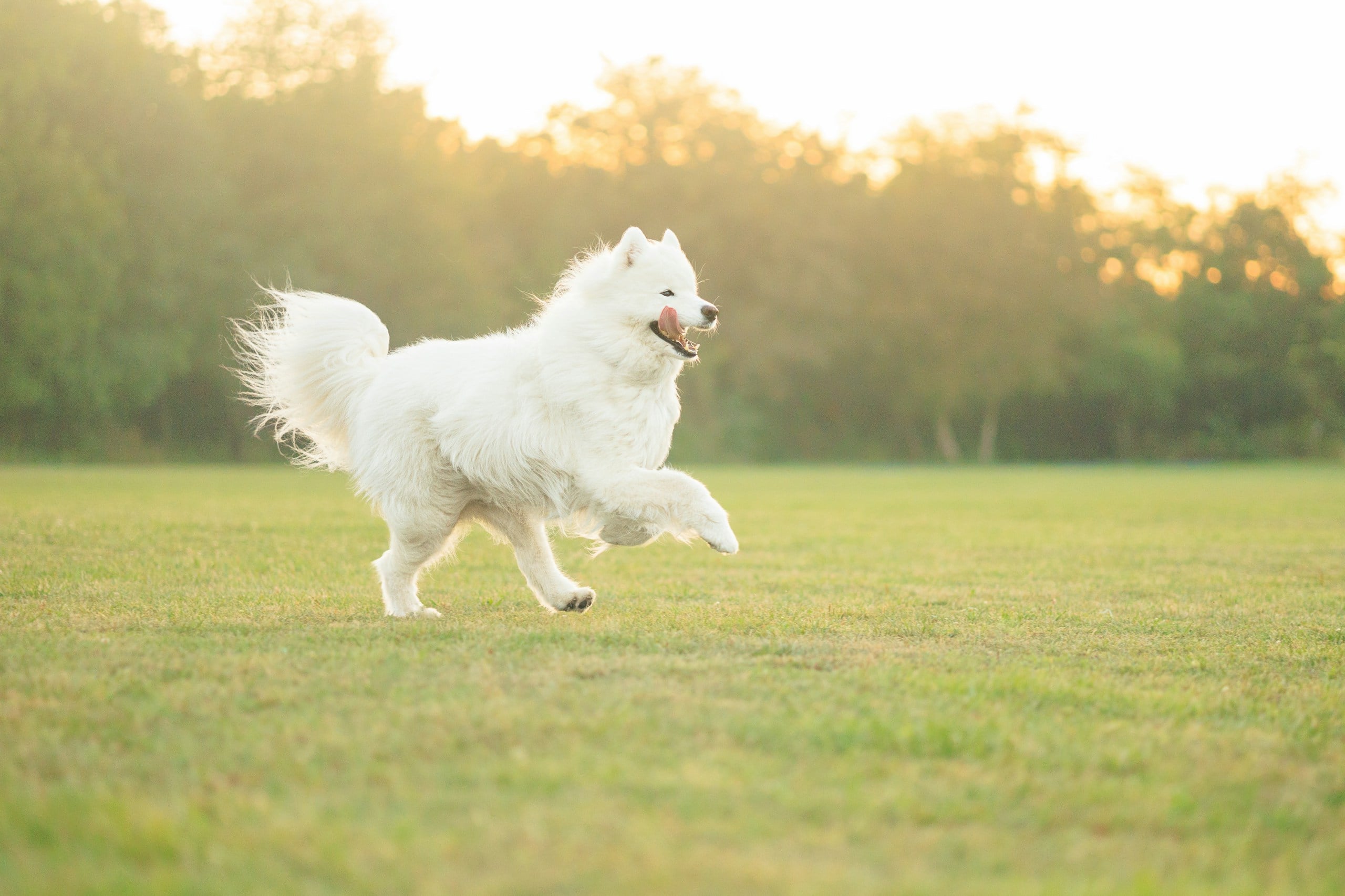 Samoyed dog running on grass.