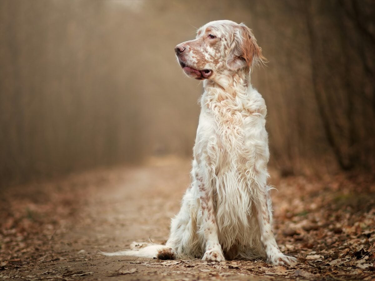 English Setter sitting on dirt path.