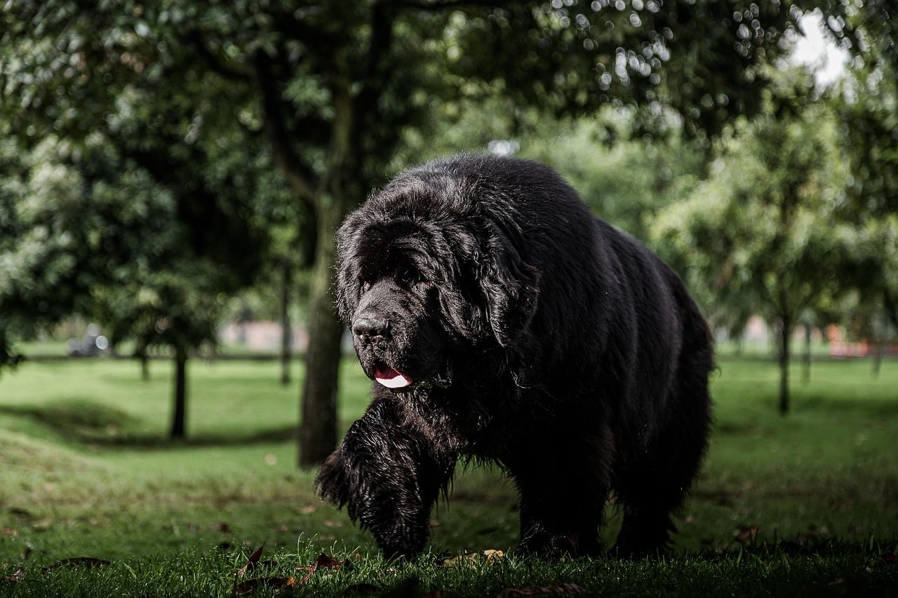 Large Newfoundland dog in park.