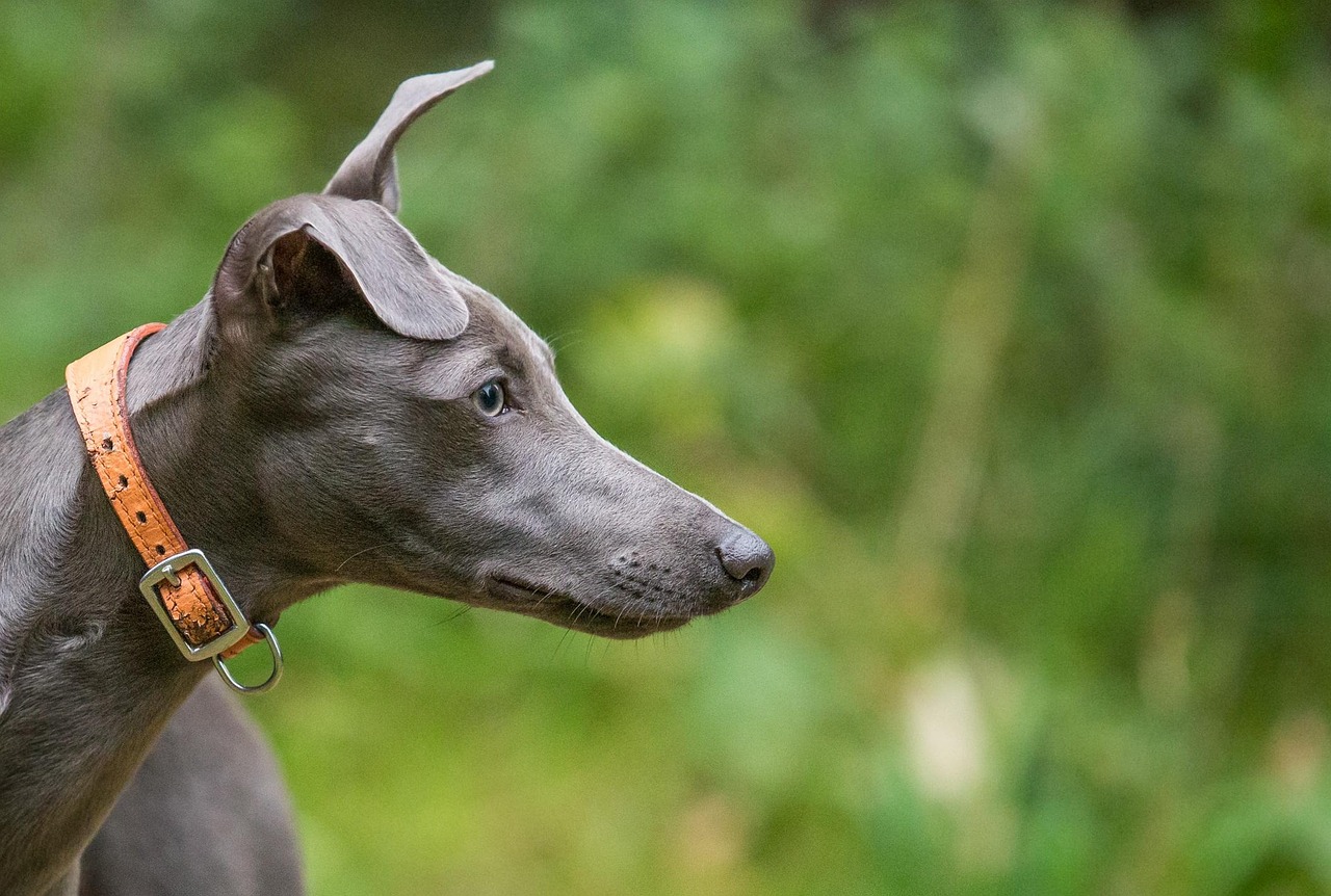 Side profile of blue Whippet.