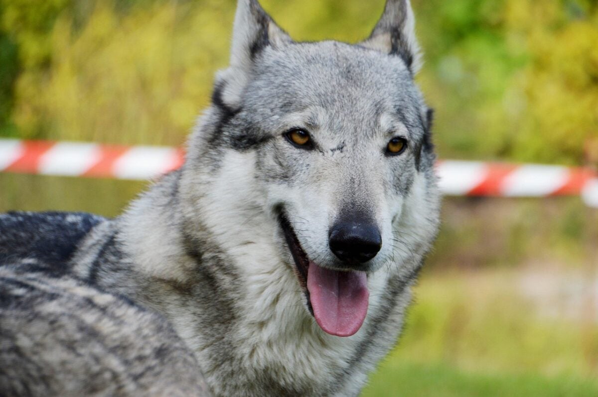 animal, wolf-dog, nature, dressage, czechoslovakian wolfdog, mammal, savage, domesticated, coat, companion, confidence, white, head, muzzle, portrait