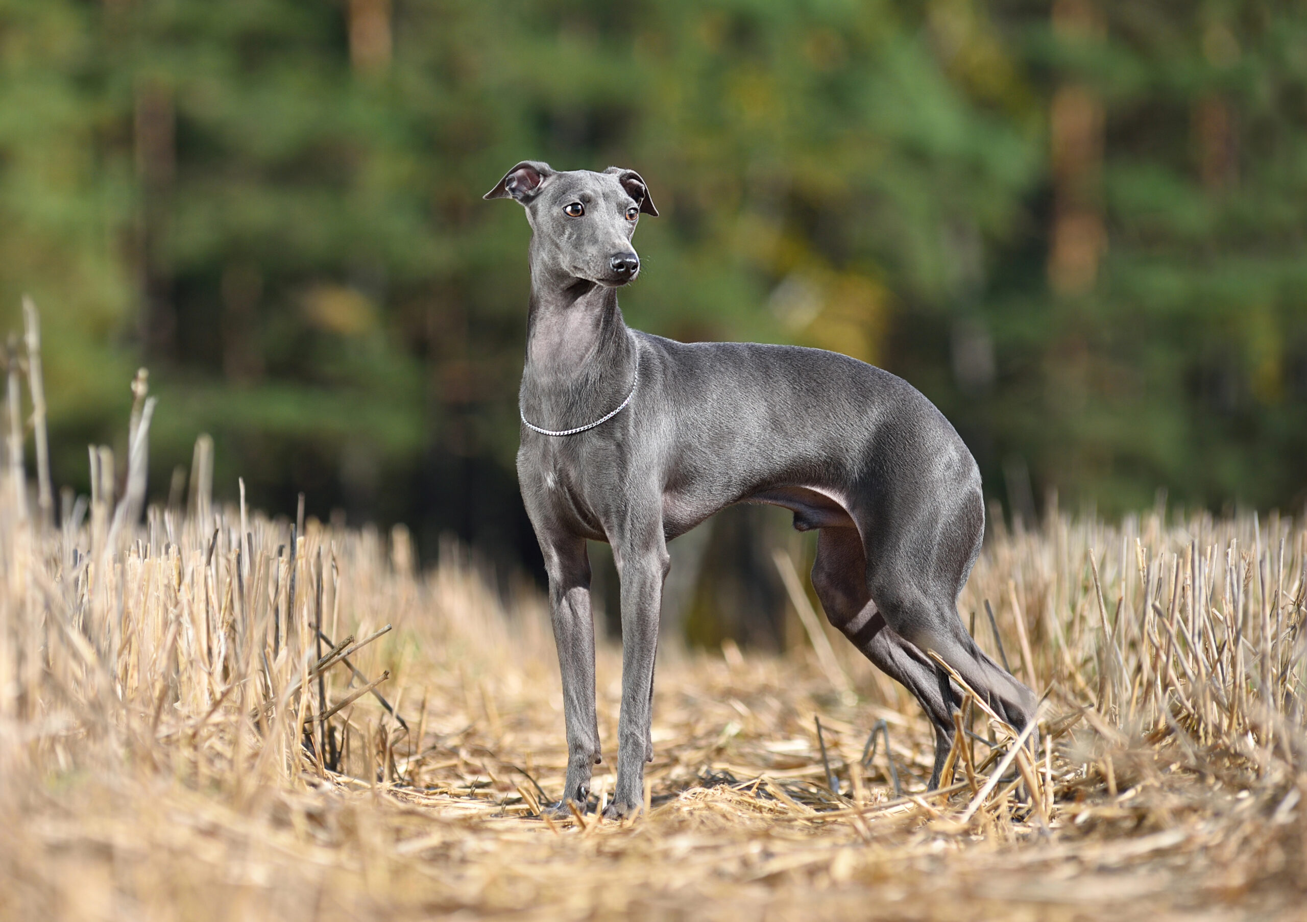 Beautiful Italian Greyhound standing on a yellow stubble background.
