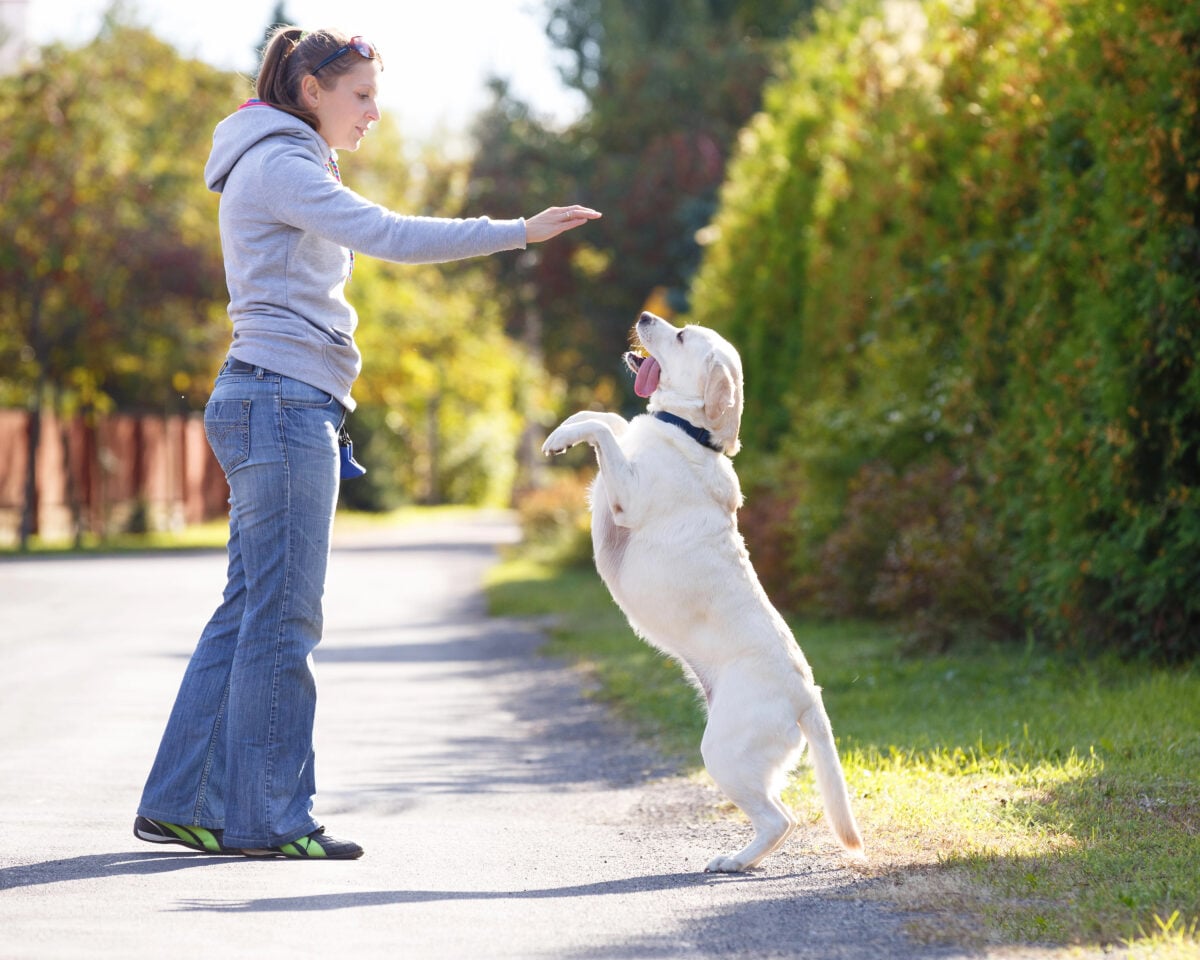 Beautiful woman training dog breed labrador retriever