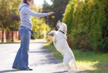 Beautiful woman training dog breed labrador retriever