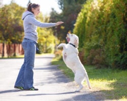 Beautiful woman training dog breed labrador retriever