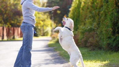 Beautiful woman training dog breed labrador retriever