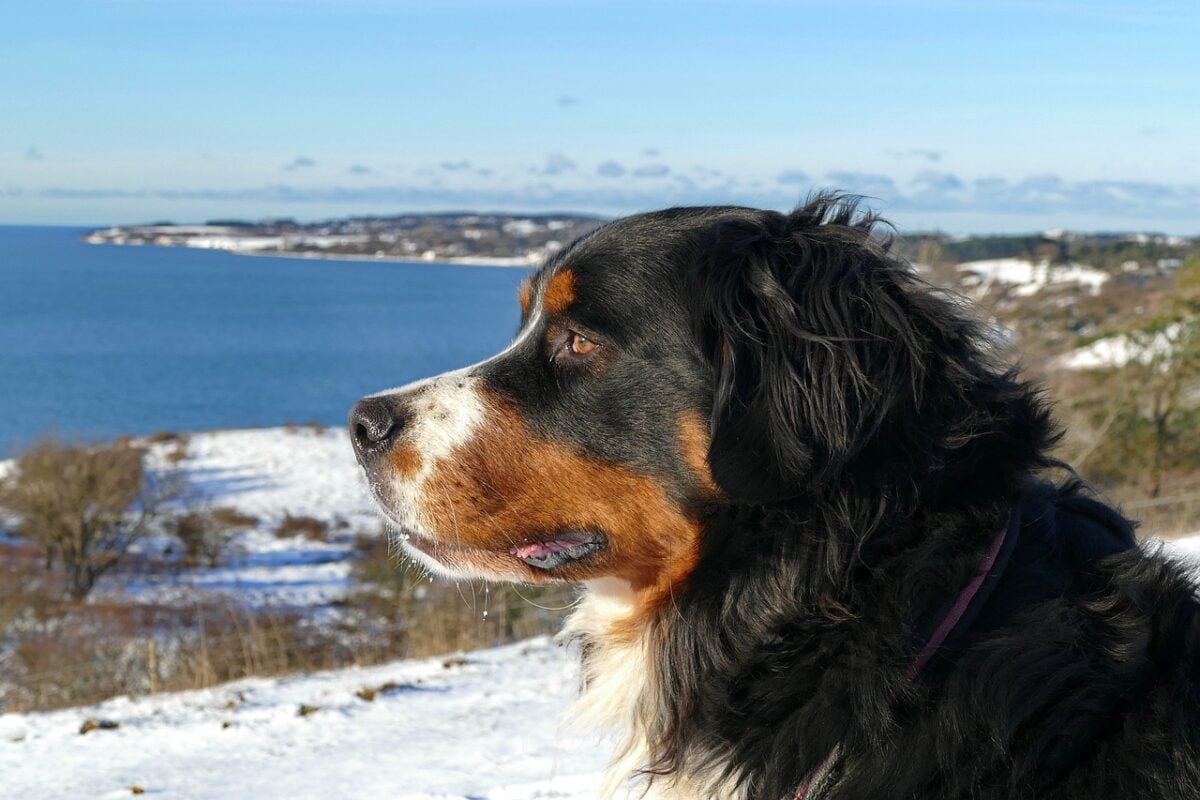 bernese mountain dog, animal, winter, nature, pet