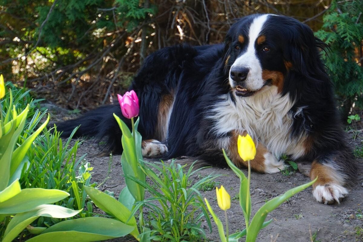 bernese mountain dog, dog, animal, female dog, purebred dog, portrait, animal portrait, domestic animal, outdoors, nature, garden, spring, april, long fur, snout, loyal friend, paws, black white brown, green, pet, earth, love for animals, cute