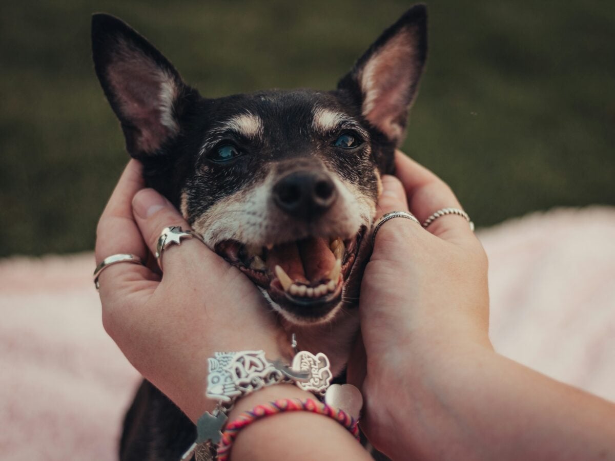 Black and brown dog being petted, with a smile like expression to illustrate emotional support.