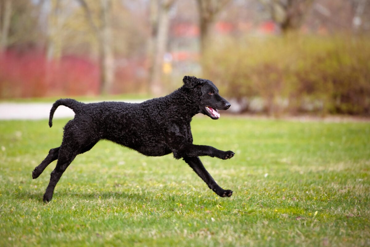 Black Curly-Coated Retriever dog outdoors.