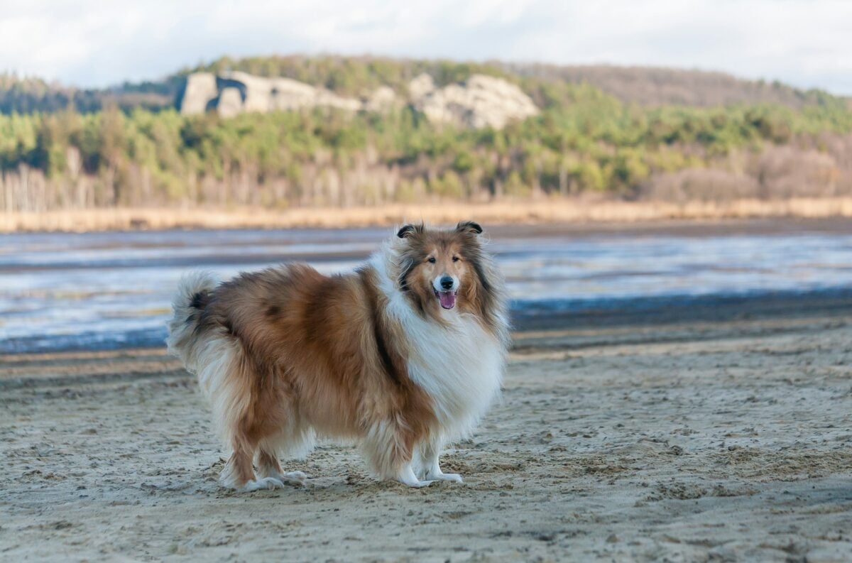 Rough Collie standing on beach.
