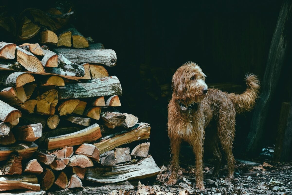 Brown dog standing next to wood pile.