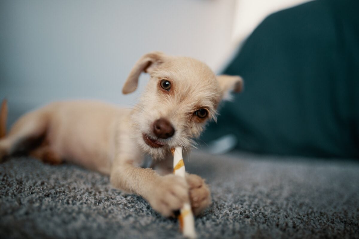 Brown short coated puppy