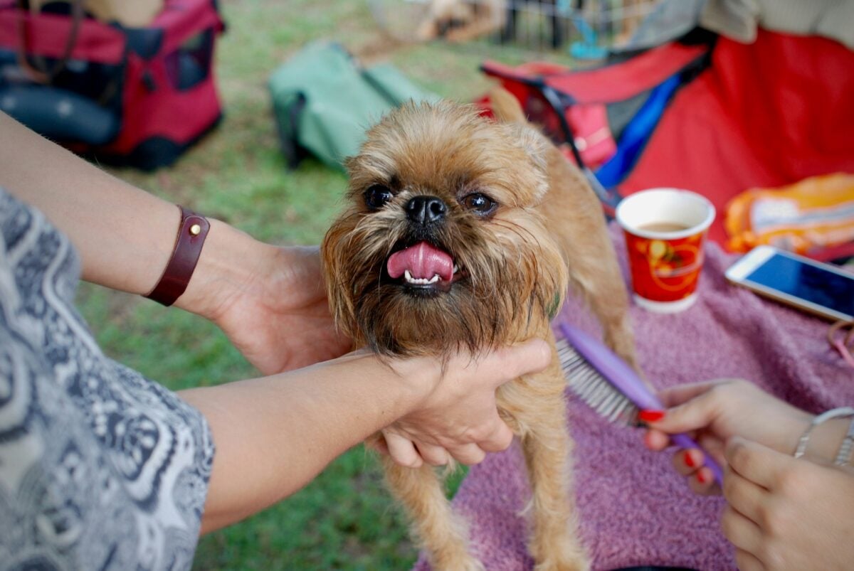 This is Rocky Balboa, my Red Rough Brussels Griffon. We got him age 5 months - he was earmarked to be one of the breeder’s show dogs, but a change in circumstances meant we got to have him instead. He was initially very unaccustomed to city life, a little ball of nervous energy, who was scared of the hustle and bustle.
This is him 18 months on at the Country Griffon Club of New South Wales Show in Australia, about to enter his very first show. It was my first dog show too, but I wanted to give him a chance to shine. We both absolutely loved it - and his confident strut made my heart melt.