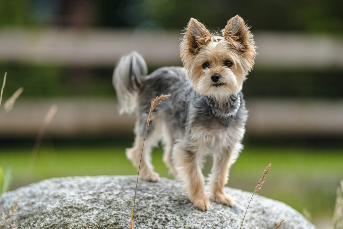 Blue and tan Yorkshire Terrier standing on rock outside.