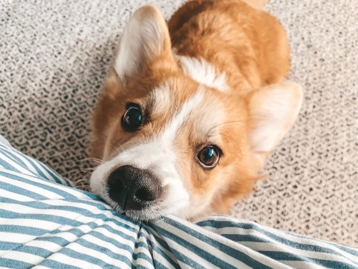 Close up of a dog biting and pulling a duvet.