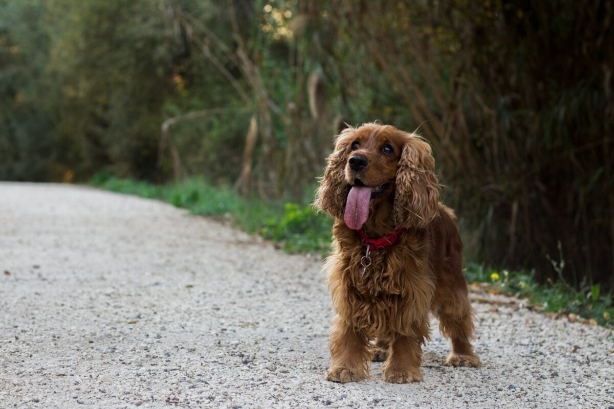 Cocker, dog