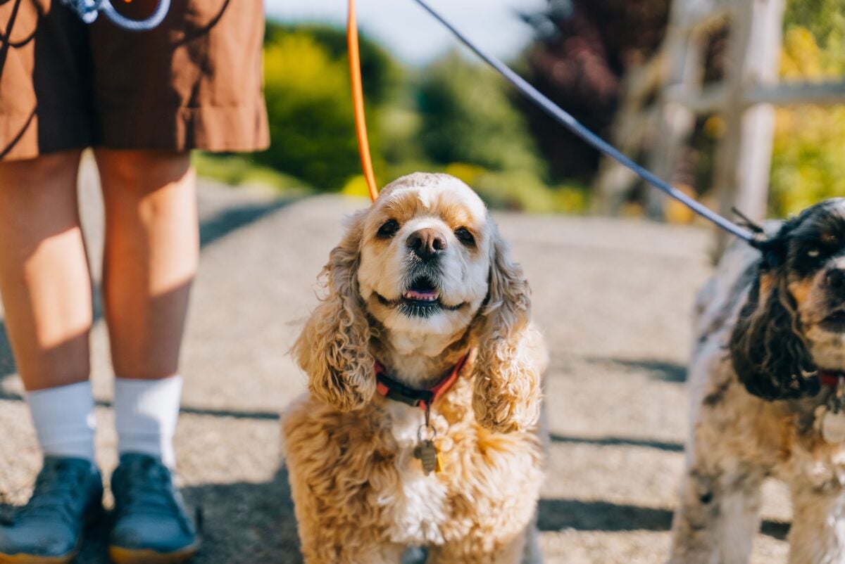 Cocker spaniel dogs on a sunny walk outdoors