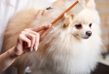 person combing a small, long-haired dog