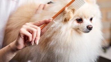 person combing a small, long-haired dog