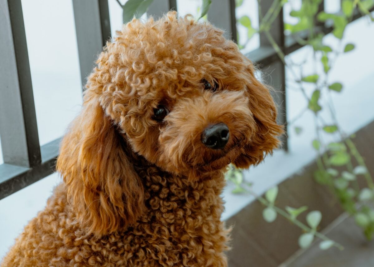Miniature Poodle sitting next to a fence.