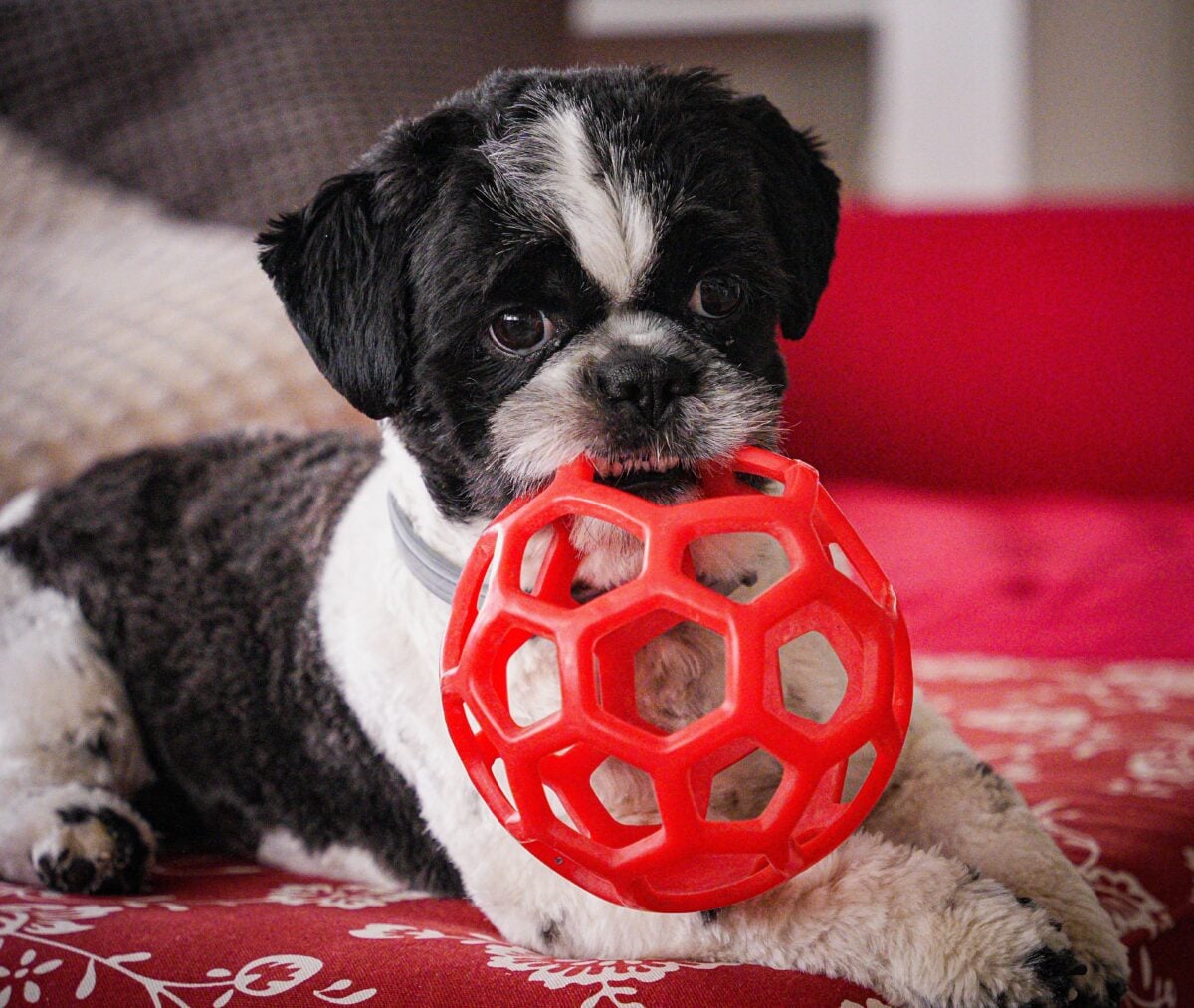 Cute shih tzu puppy playing with red toy