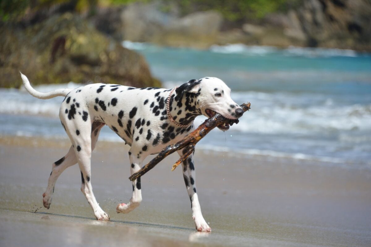 Dalmatian playing on beach.