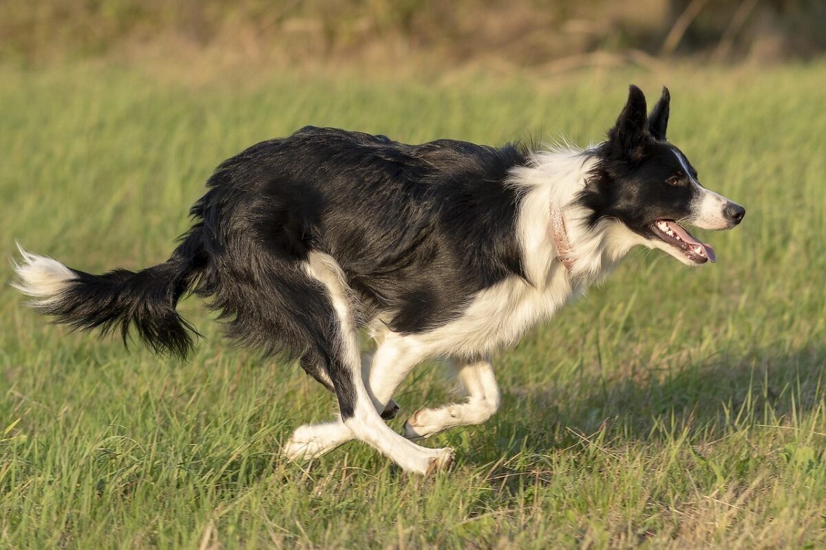 dog, animal, pet, nature, entertainment, border collie