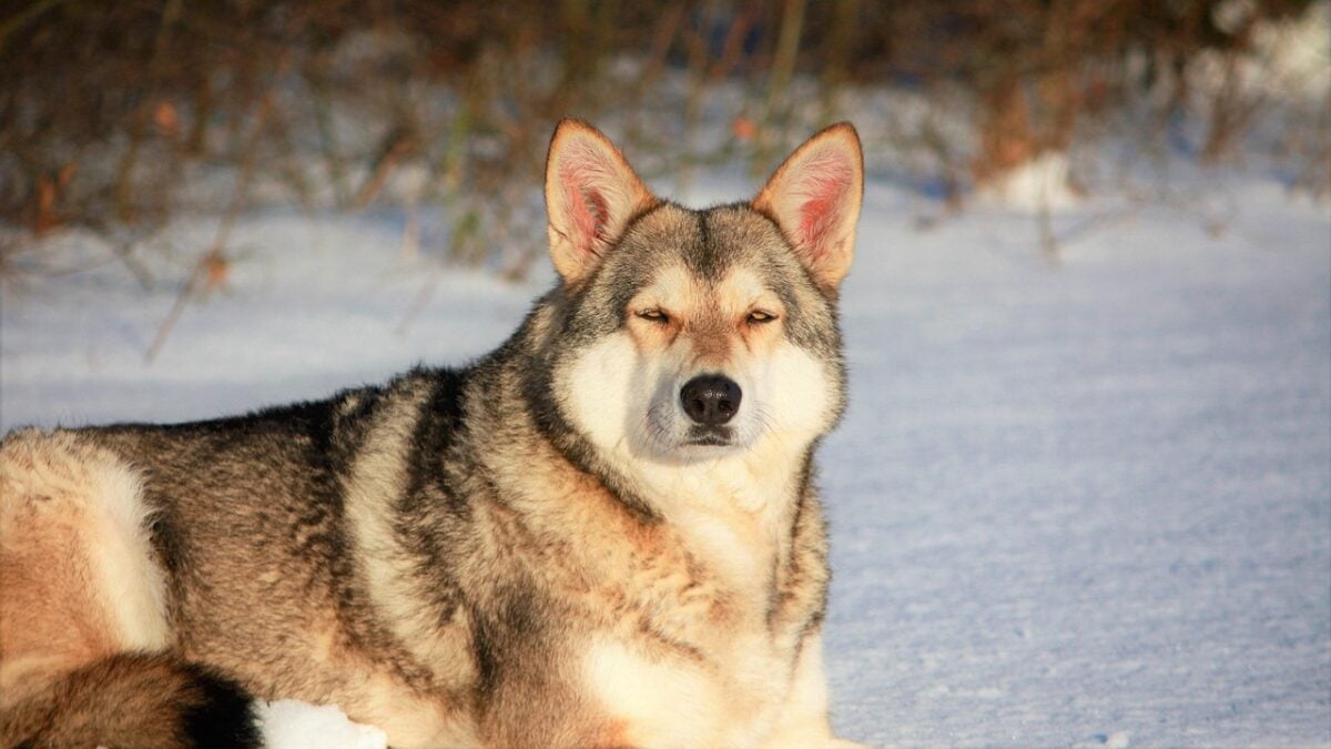 dog, animal, snow, saarloos wolfdog, pet, wolfdog, canine, mammal, crossbreed, nature, cute, dog, saarloos wolfdog, saarloos wolfdog, saarloos wolfdog, saarloos wolfdog, saarloos wolfdog, wolfdog, wolfdog, wolfdog, wolfdog, wolfdog